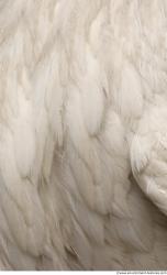 Photo Textures of Animal Skin 